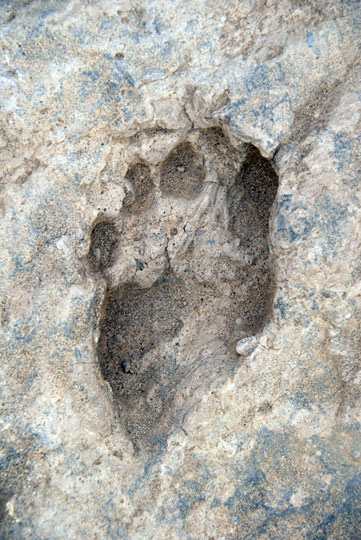 footprint_540.jpg