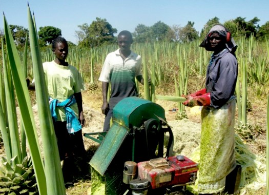 Sisal processing in the fields