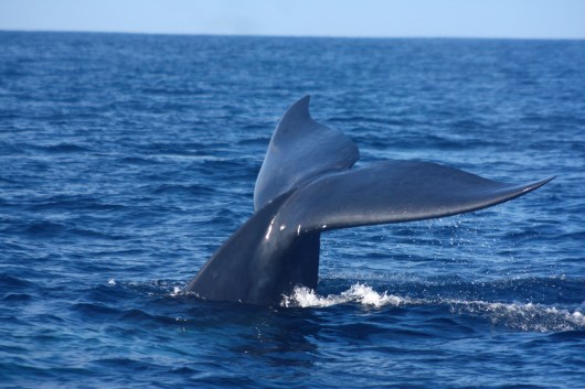 blue whale dive