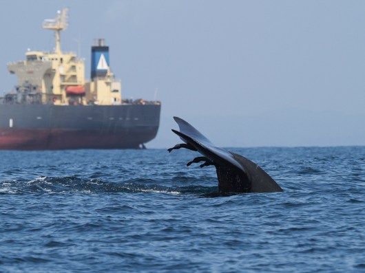 Blue whale and container ship