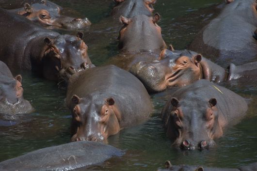 Bloat of hippos