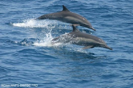 Long beaked common dolphins