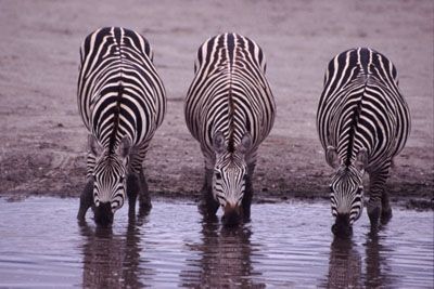 Dazzle of zebras