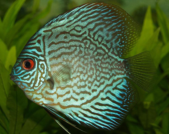 Blue-Discus-fish