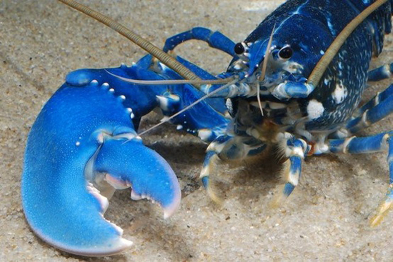 Blue-lobster