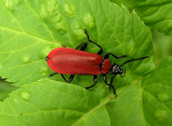 Cardinal-Beetle
