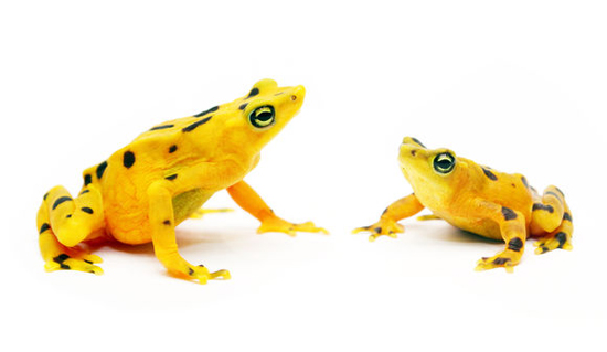 golden-frogs