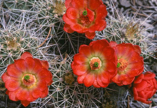 Red-flower-cactus