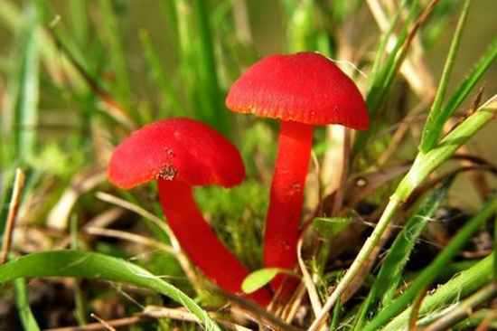 Red-mushrooms