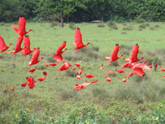 Scarlet-Ibis