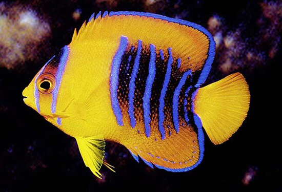 yellow-angelfish