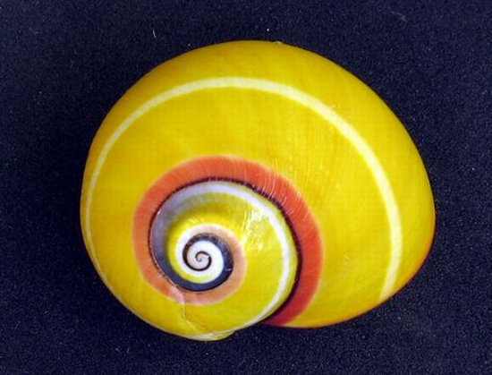 yellow-snail