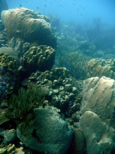 Oostpunt Curacao 2008 - Endangered Staghorn coral (Acropora cervicornis) in the bkgd - KLM
