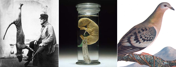 The last thylacine; a pickled thylacine pup preserved in alcohol; and the passenger pigeon.