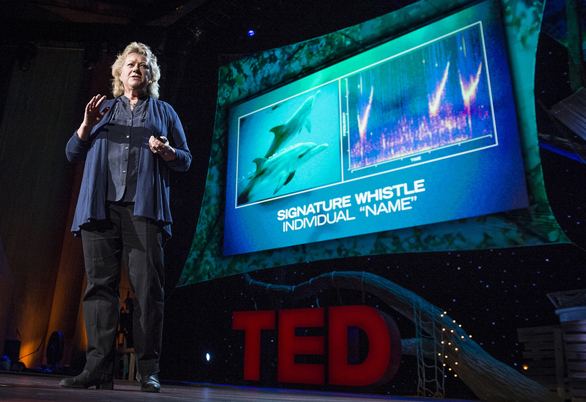 Denise Herzing shares at TED2013 how she and her team use keyboards to communicate with dolphins. Photo: James Duncan Davidson