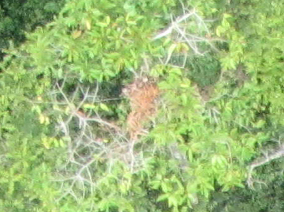 Orangutan nest in Langkat, North Sumatra, Indonesia. Photo: Lian Pin Koh