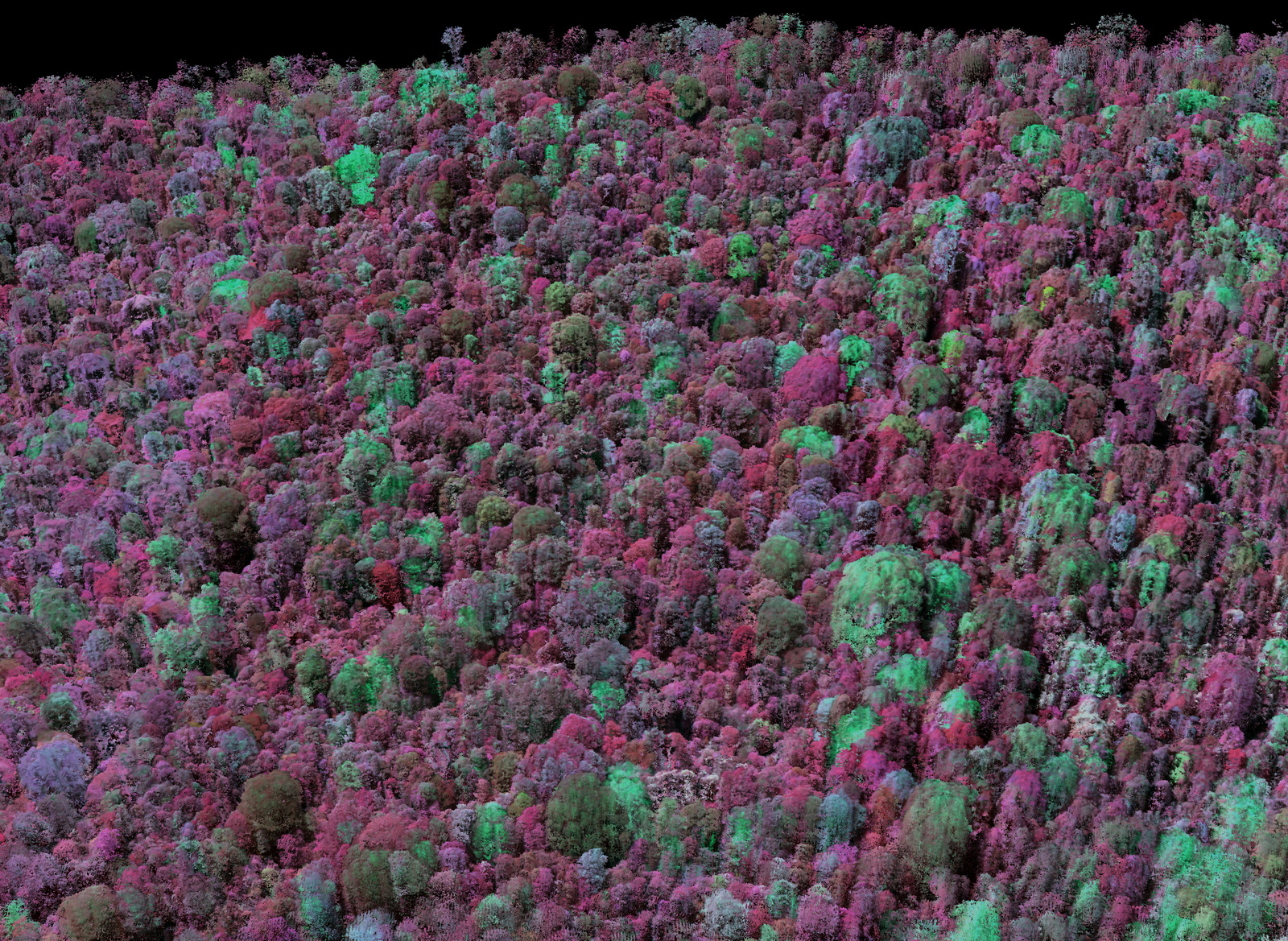 Mapping the Speed of CO2 Uptake by Rainforest Trees / Photo: Carnegie Airborne Observatory