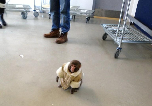 IKEA-monkey