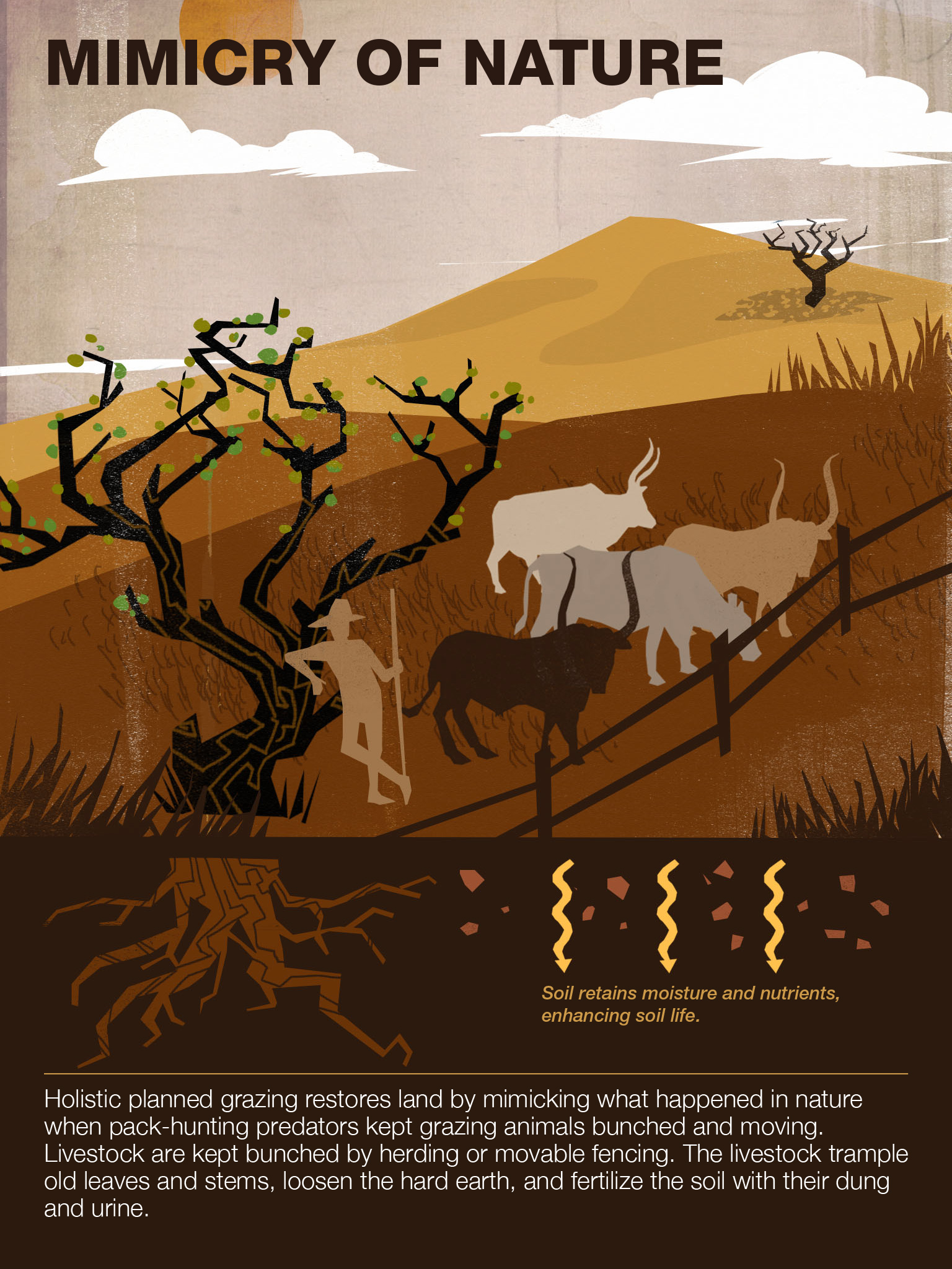 Mimicry of nature. A look at what Savory's holistic management strategy aims to accomplish.