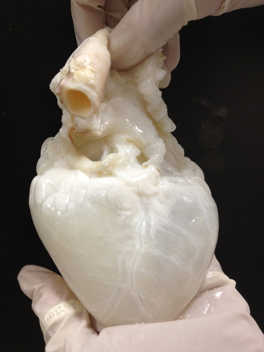 Behold, the "ghost heart." Image: Courtesy of RMR Labs, Texas Heart Institute