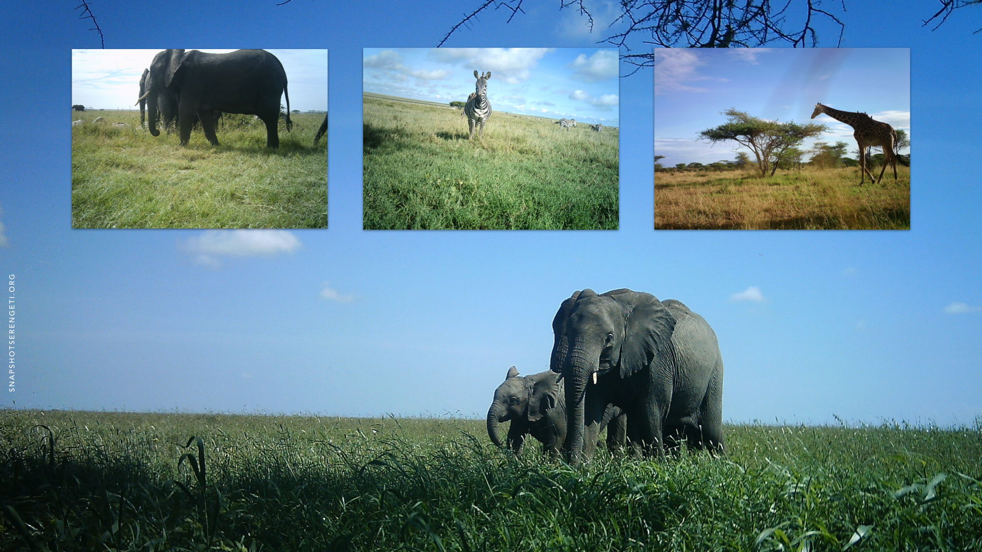 Examples of images from the Snapshot Serengeti project. Image: Zooniverse 