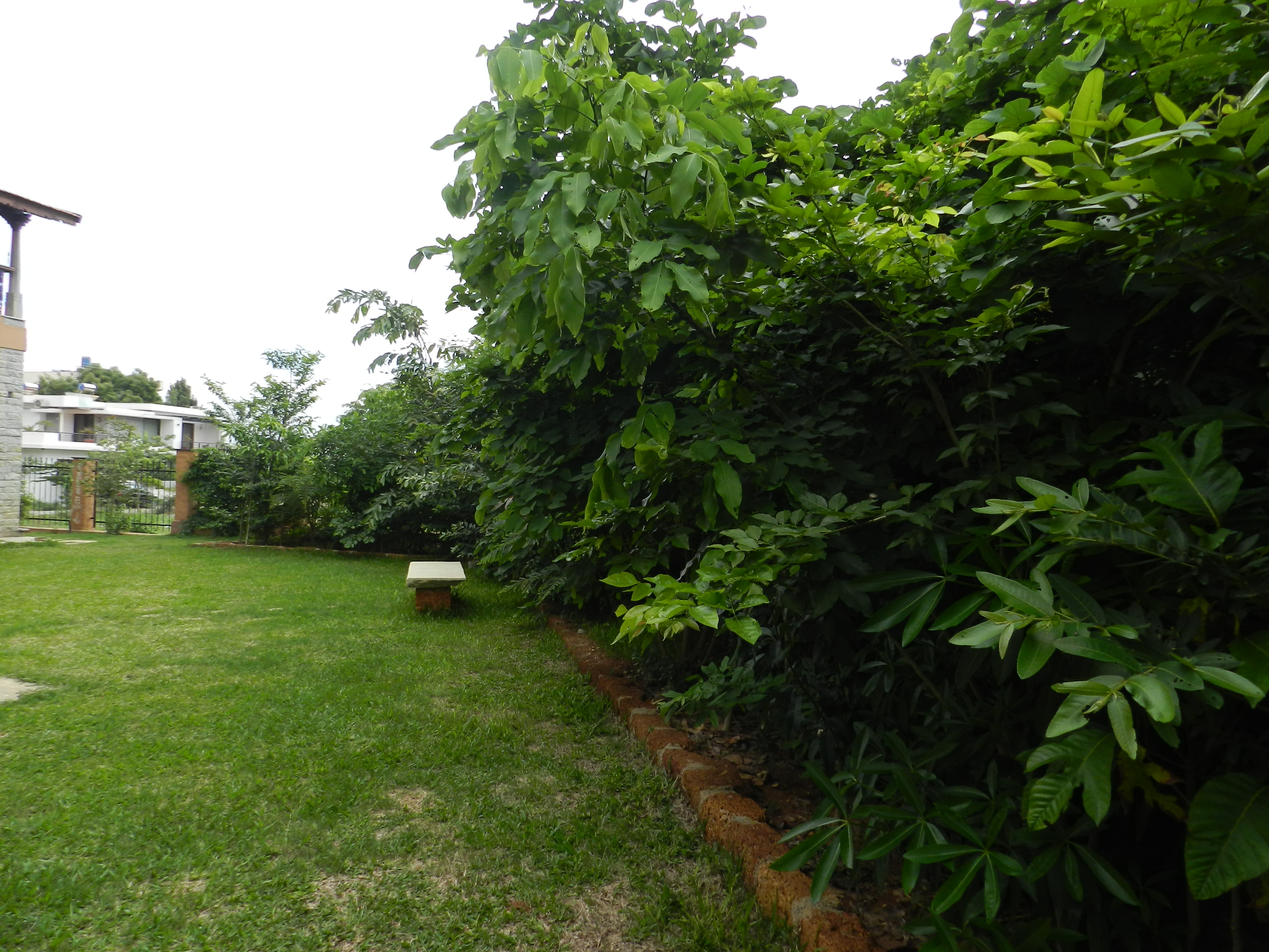 An Afforest project transforms a barren piece of land into a lush, dense forest on a residential estate. Photo: Afforestt