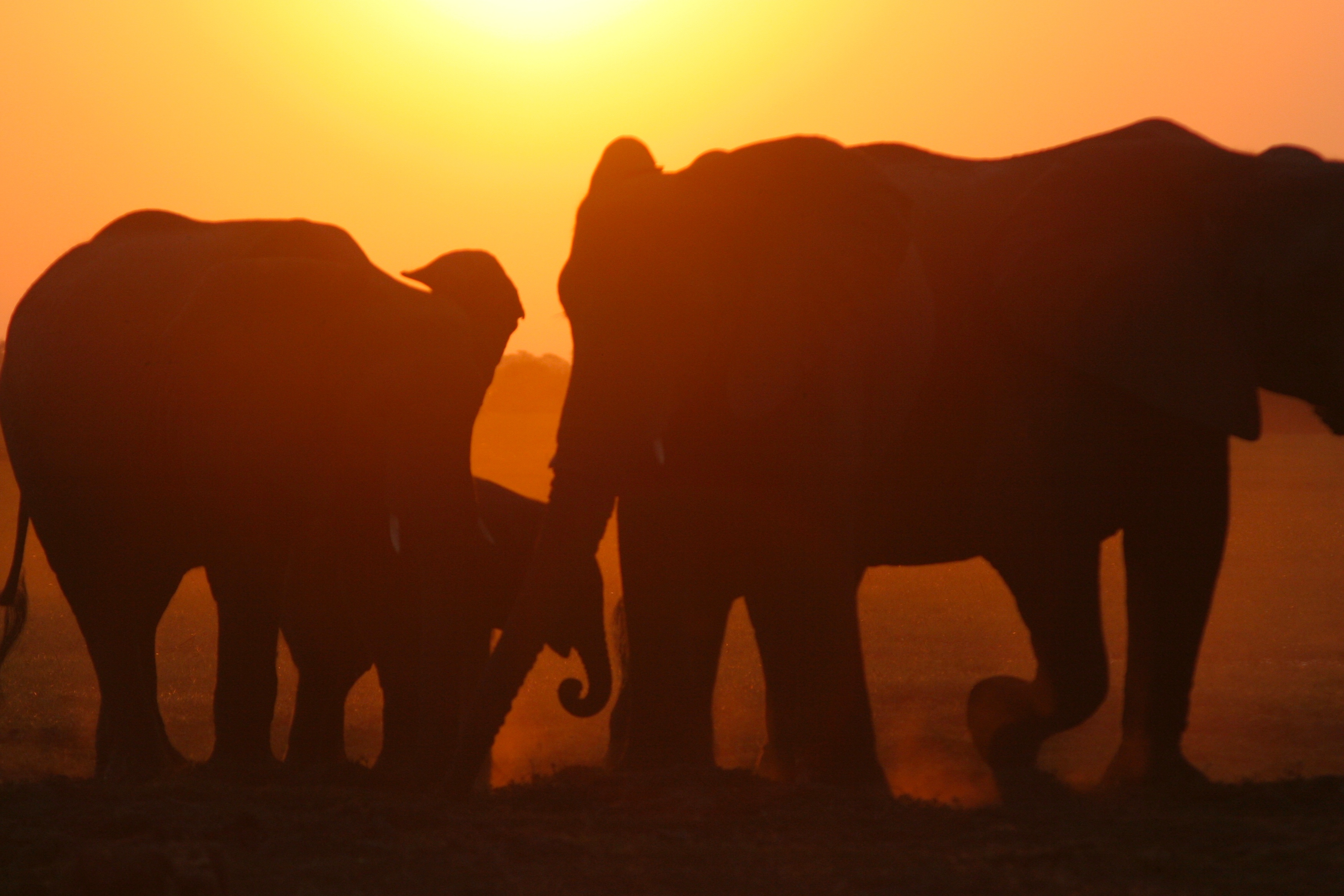 Elephants at sunset. Photo: Wild Bird Trust