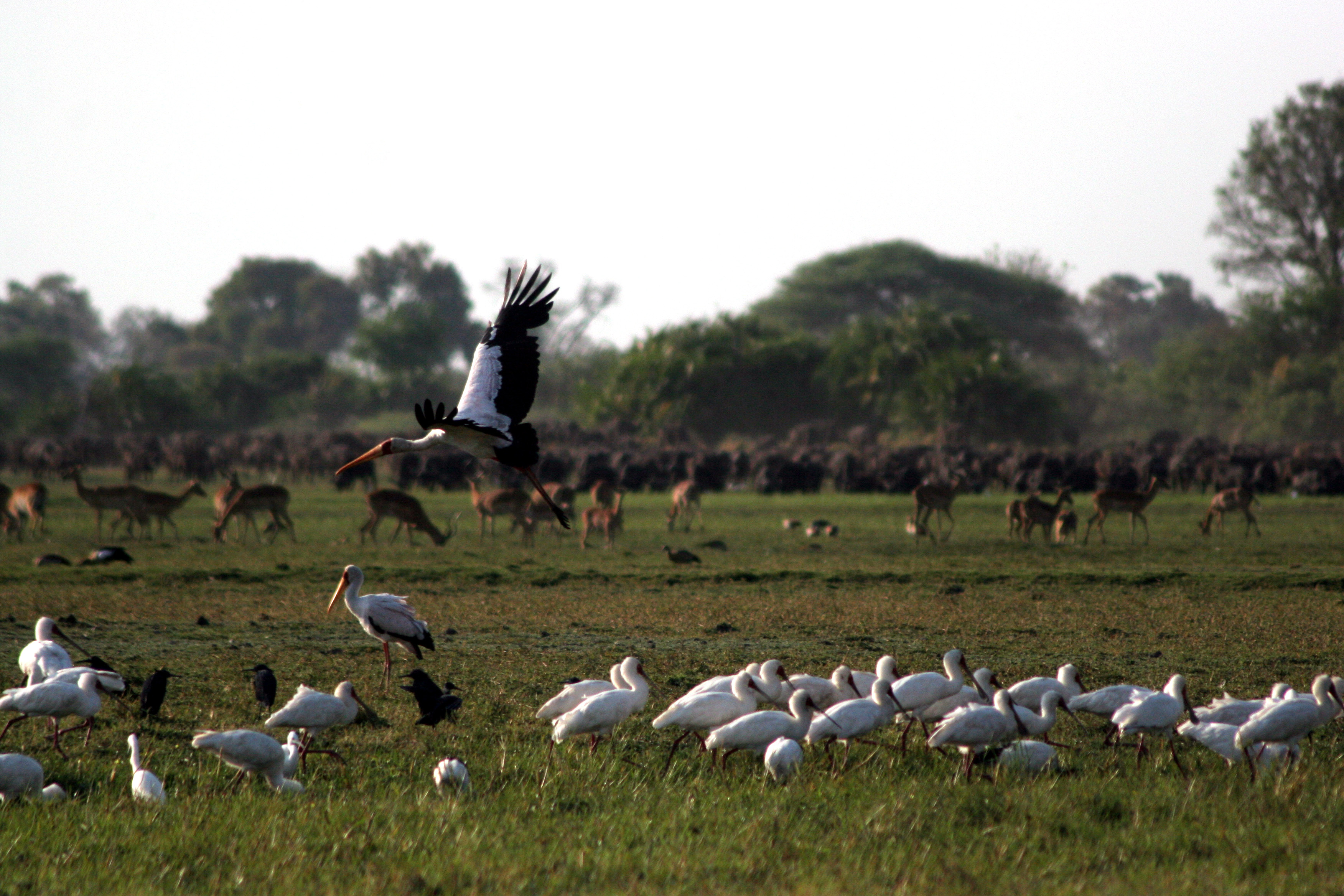 Surrounded by wildlife in the Okavango Delta. Photo: Wild Bird Trust