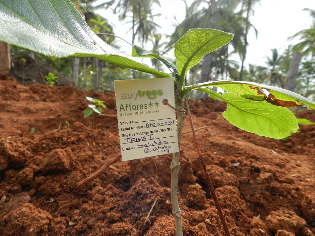 A freshly planted sapling. Photo: Afforestt