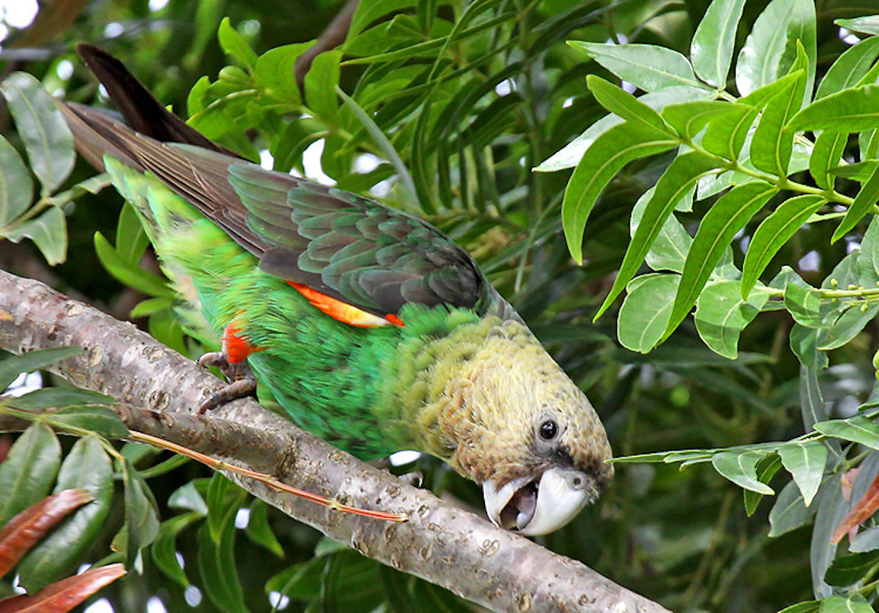 The Wild Bird Trust works to restore the population and forest habitat of South Africa's endemic and endangered Cape parrot. Photo: Wild Bird Trust