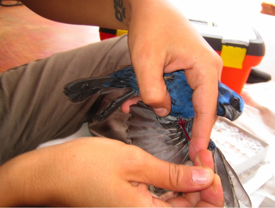 Ferreira takes a blood sample from an ultramarine grossbeak in Bahia, Brazil. Photo: Erica Pacifico