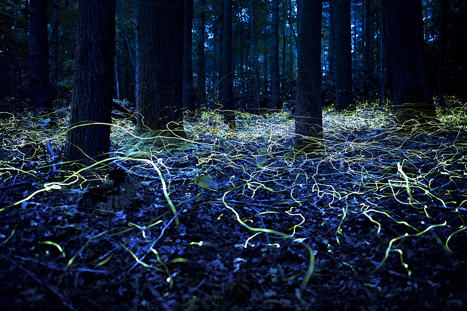 Fireflies in a forest. Photo: Spencer Black/BlackVisual.com