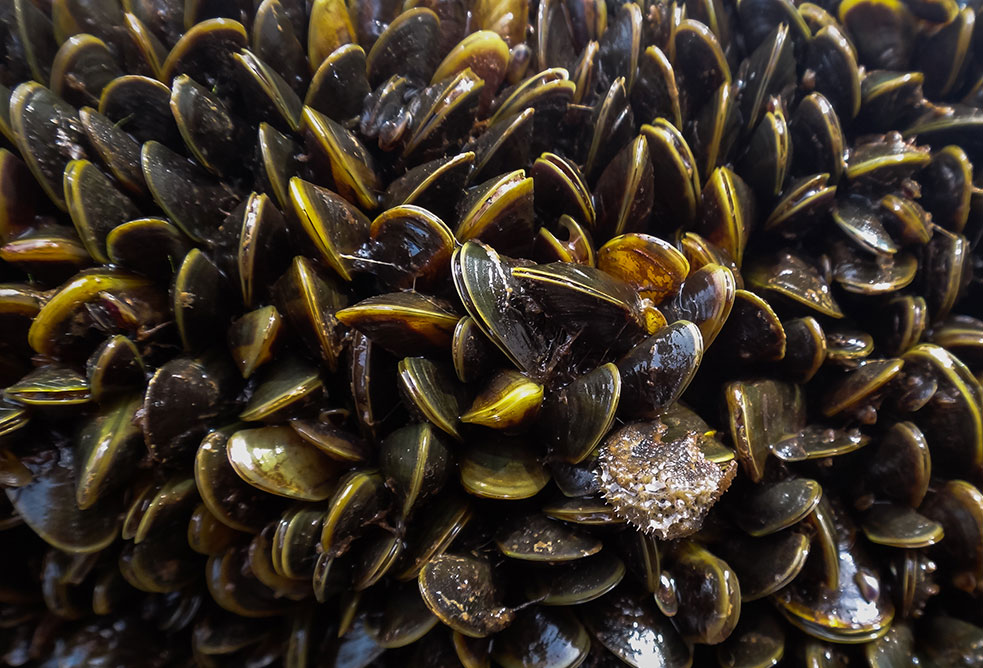 Close-up of the invasive golden mussel, which proliferates quickly and densely, clogging up power plants, waterworks and destroying ecosystems. Photo: Marcela Uliano da Silva