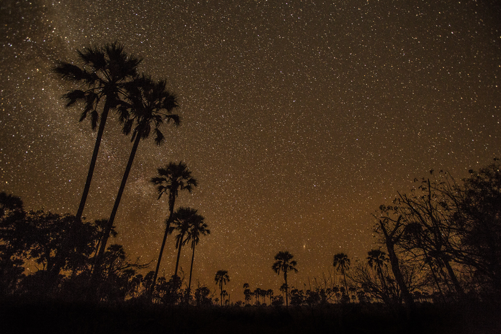 A Fotokite captured this stunning image of the stars and palms in the Okavango Delta in South Africa. Sergei Lupashin gave fellow TED Fellow Steve Boys one of the devices, to help him capture the landscape from unusual angles. Photo: Courtesy of Steven Botes