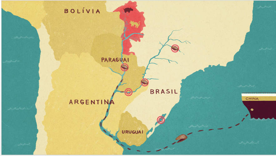 Map of the mussel migration. The golden mussel originated from Asia, and was introduced into the river basin systems of South America in the 1990s via ballast water. Today it has proliferated throughout the region's wetlands and is threatening to reach the Amazon. Image: Julia Back