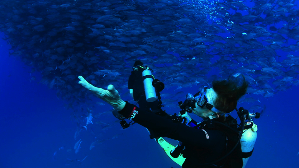 Sylvia Earle checks out a school of fish in the documentary Mission Blue. Photo: Courtesy of Mission Blue