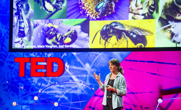 Marla Spivak speaks on the beauty and tragedy of bees at TEDGlobal 2013. Photo: James Duncan Davidson