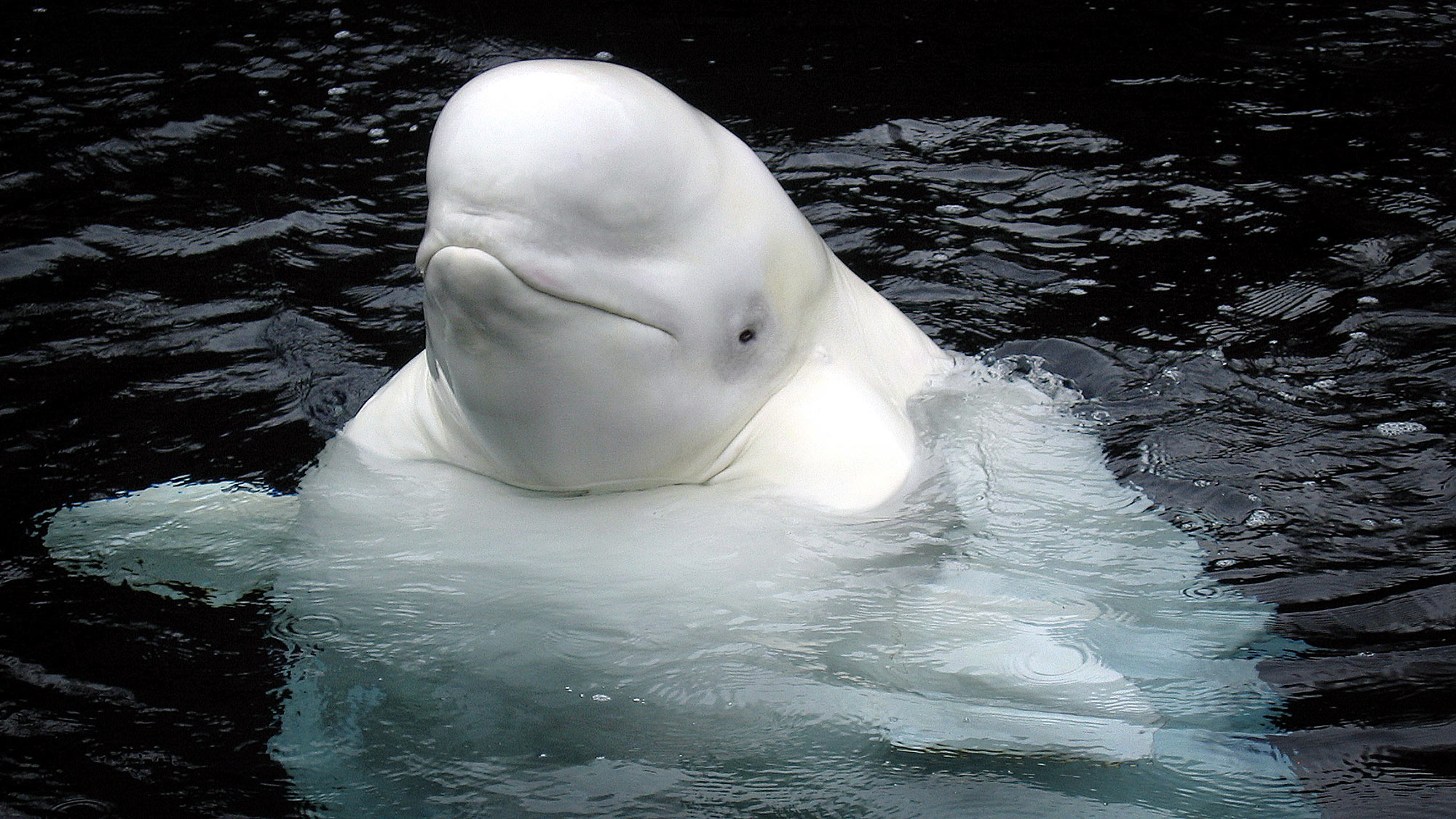 beluga whale, Photo: Jenny Spadafora (jspad)/Flickr. http://www.fotopedia.com/items/flickr-120087860