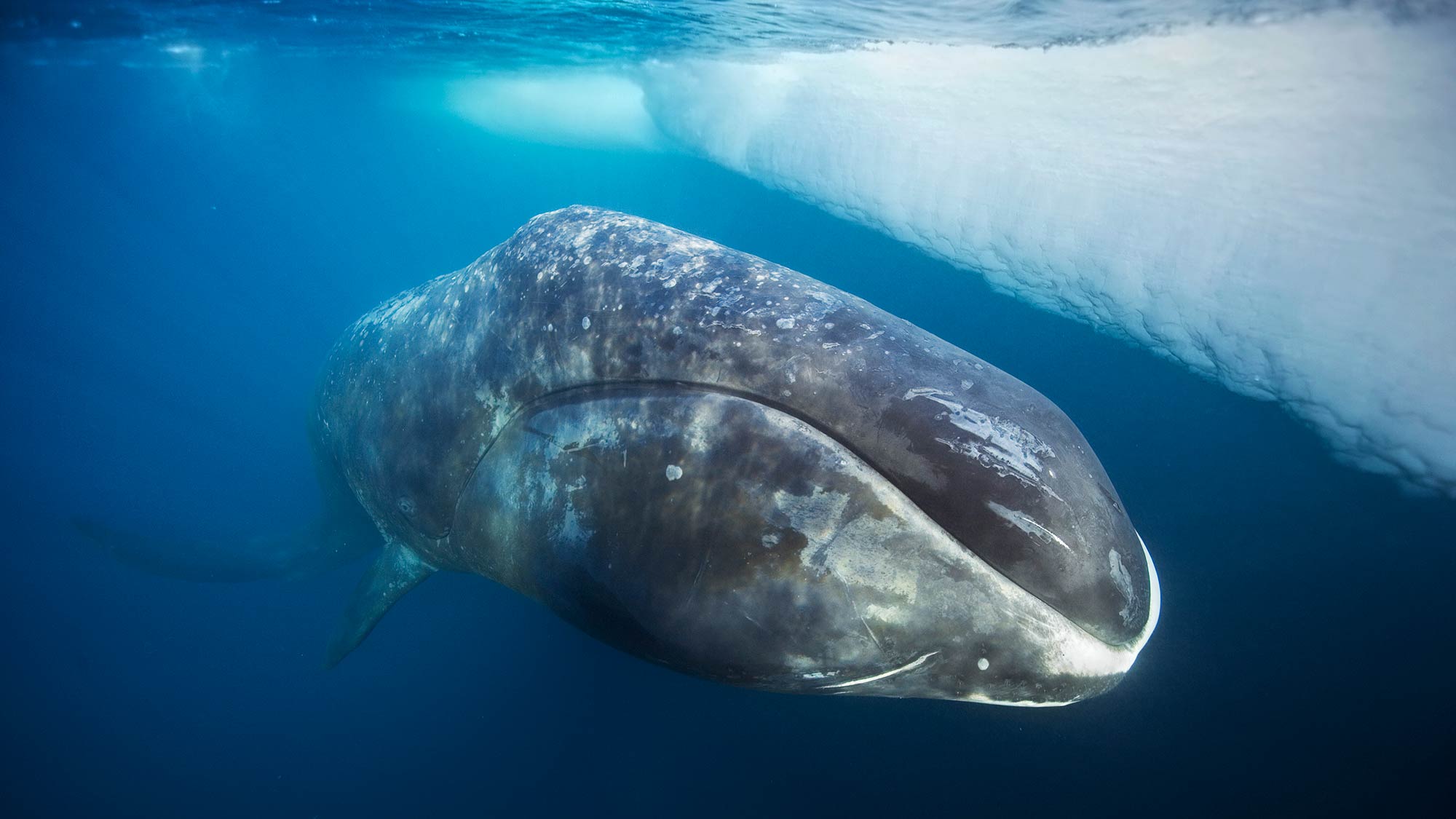 After feeding, a bowhead whale comes to the surface to rest. Lancaster Sound, Northwest Territories, Canada. Photo: Paul Nicklen/Getty Images