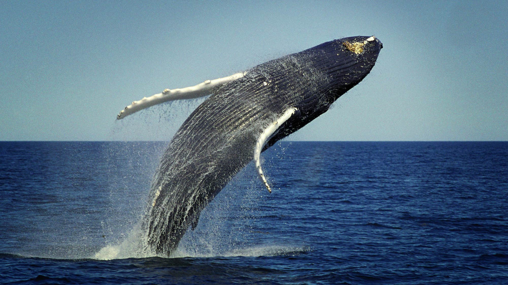 A Hump Back Whale breaching off the coast of Maine. Photo: iStock. iStock_000009634005_Large 