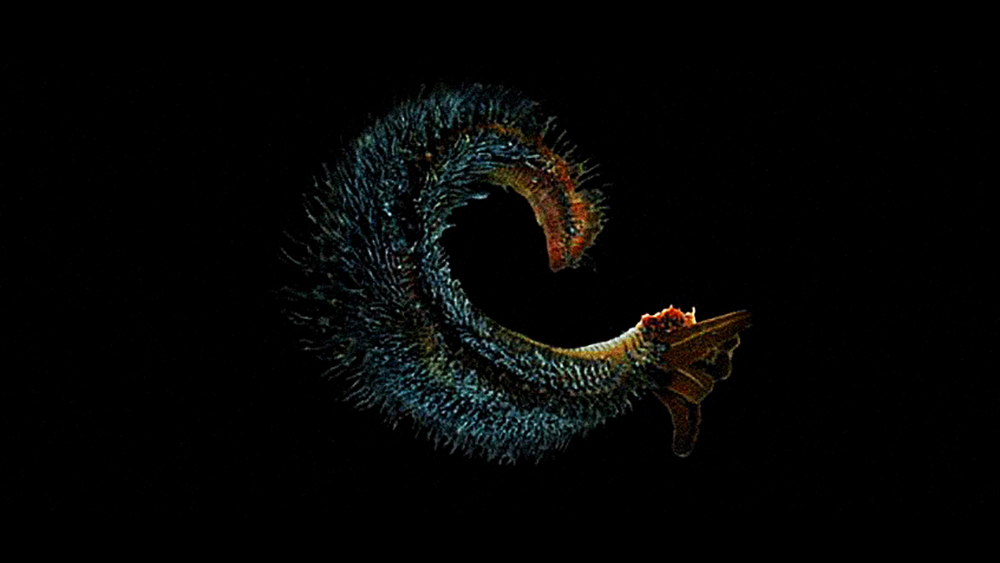Previous University of Delaware research confirmed that the Pompeii worm is the most heat-tolerant animal on Earth, able to survive an environment as hot as 176°F. Covering this deep-sea worm's back is a fleece of bacteria. These microbes may possess heat-stable enzymes useful in a variety of applications, such as pharmaceutical production, food processing, paper and textile manufacture, and others. Photo: University of Delaware College of Marine Studies http://www.nsf.gov/od/lpa/news/press/01/pr0190images.htm