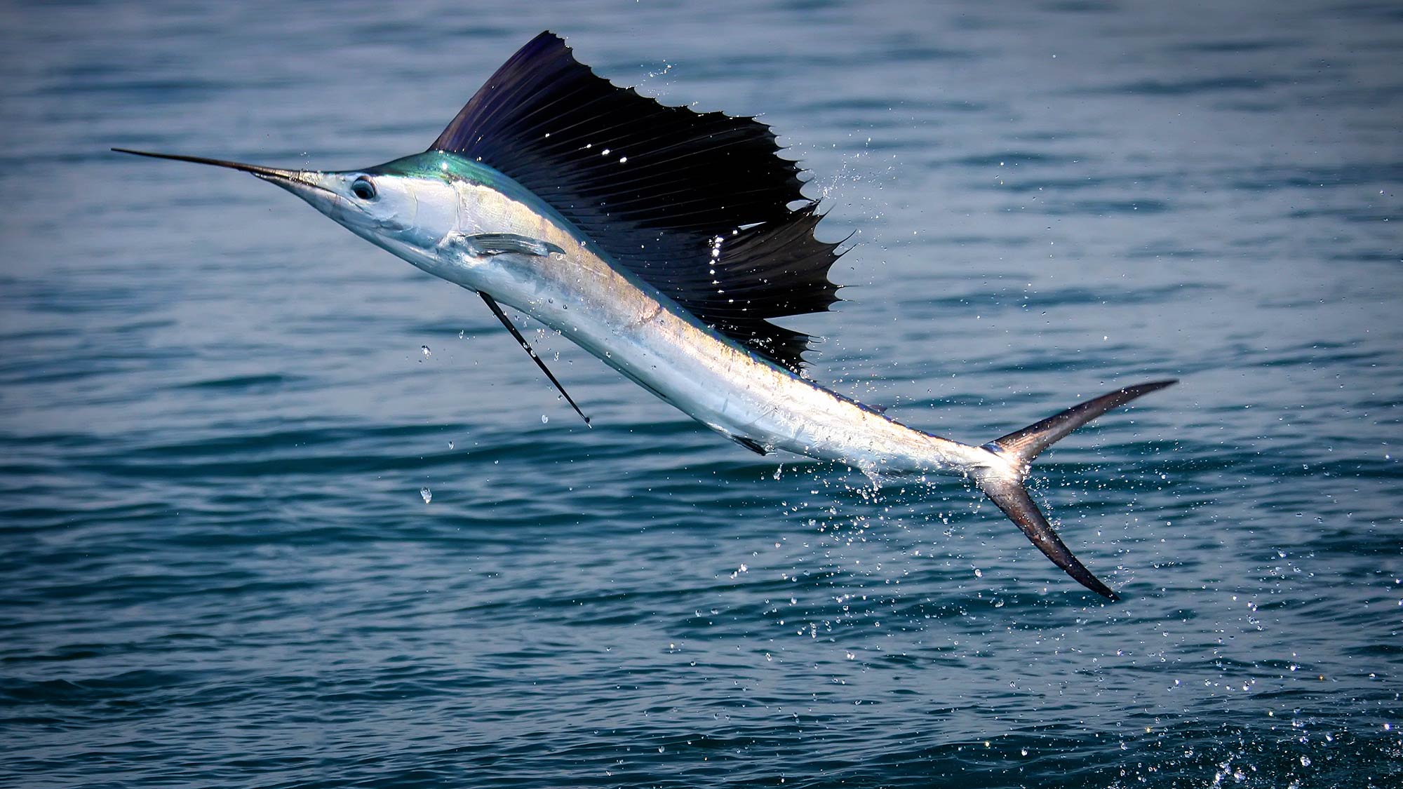 Sailfish leaping, just thrown the hook, the one that got away. Photo: iStock iStock_000006289122_Large