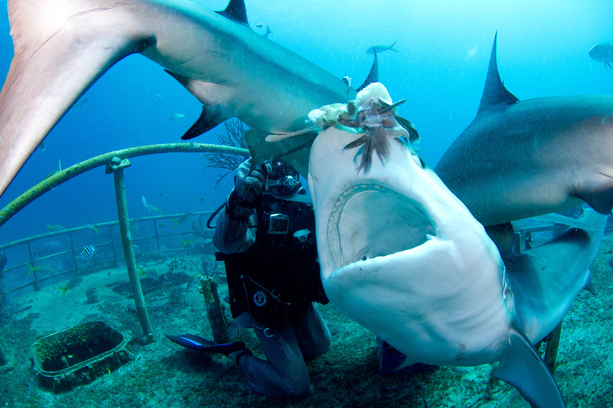Joi Ito feeding Carribean reef sharks. Photo by <a href="https://www.flickr.com/photos/joi/5594869804/">Sebastien Filion/Stuart Cove's</a>.