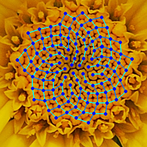 Disk florets of yellow chamomile (Anthemis tinctoria) with spirals indicating the arrangement drawn in. Image via Alvesgaspar/Wikipedia