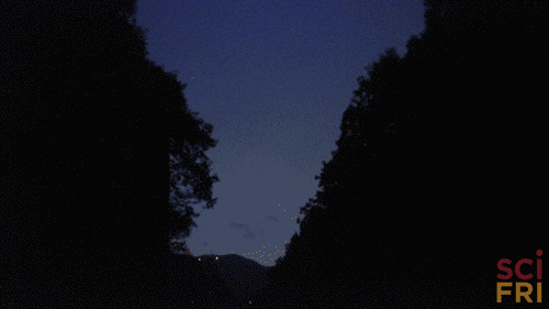 Fireflies flash in unison. 