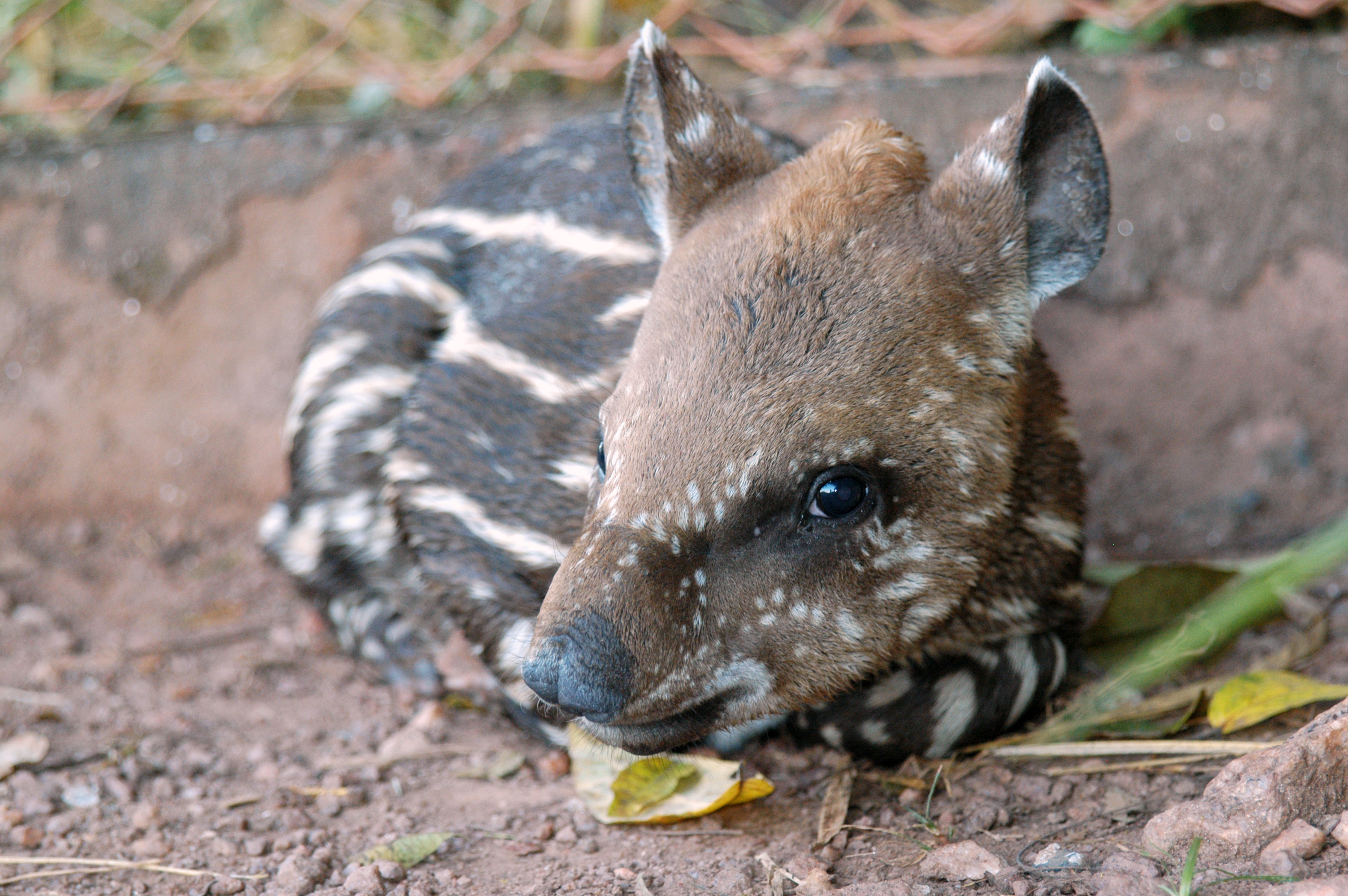 Baby tapirs' stripes and spots make them resemble a watermelon. Sadly, they lose these markings as they mature. Photo: LIana John