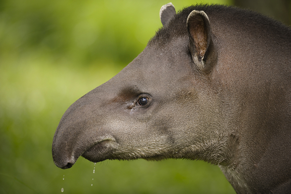 encyclopedia-of-animal-facts-and-pictures-tapir