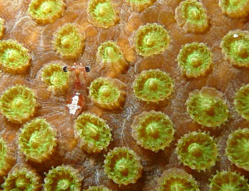 A close-up look at one of the corals that Kristen studies, Montastraea faveolata (Mountainous star coral) . Photo: Courtest of Kristen
