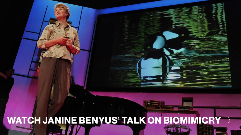 Janine-Benys-TED-Talk-CTA-redo