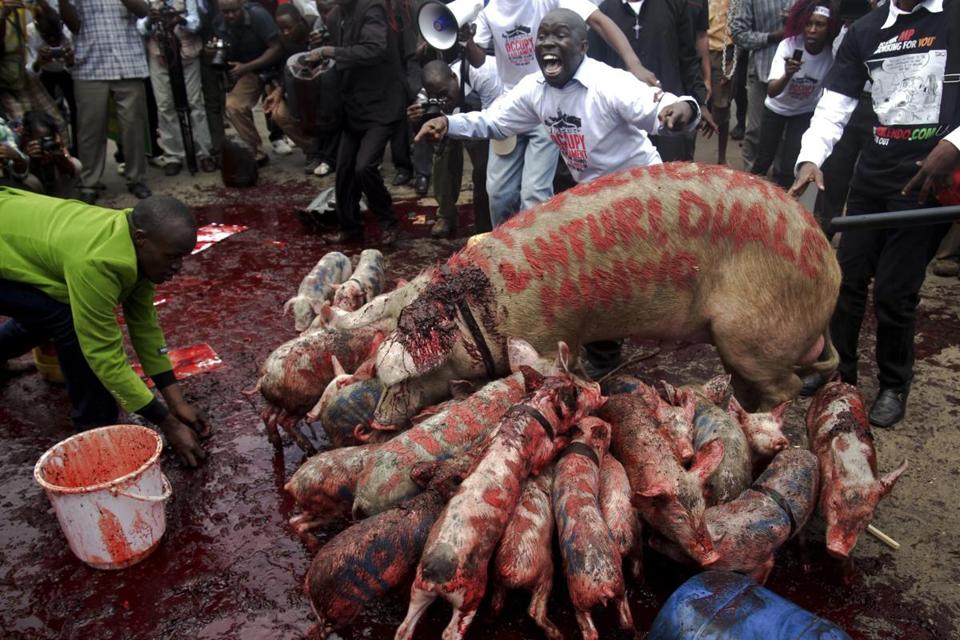Mwangi and fellow activists wrote the names of government ministers on pigs in blood to demonstrate  against the greed of Kenya's members of parliament, who were seeking higher salaries. Photo: Boniface Mwangi